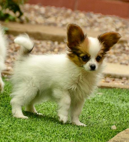 Papillon puppy with long ears in white with tan brown patterns.JPG
