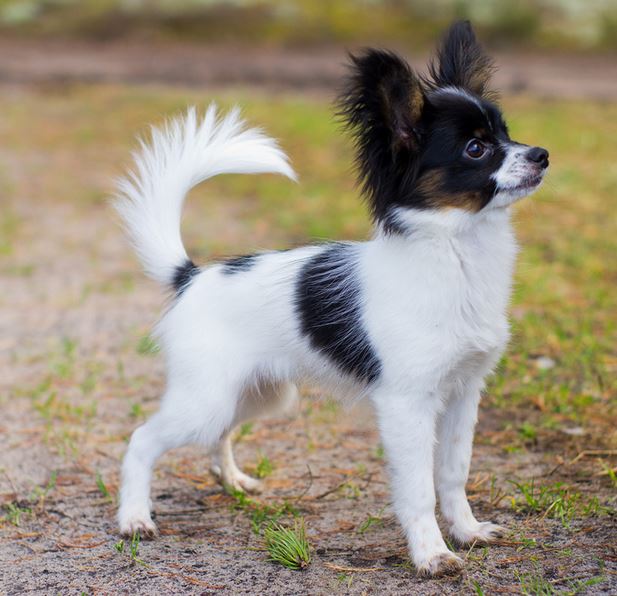Small sized papillon puppy with long ears with three tones colors.JPG
