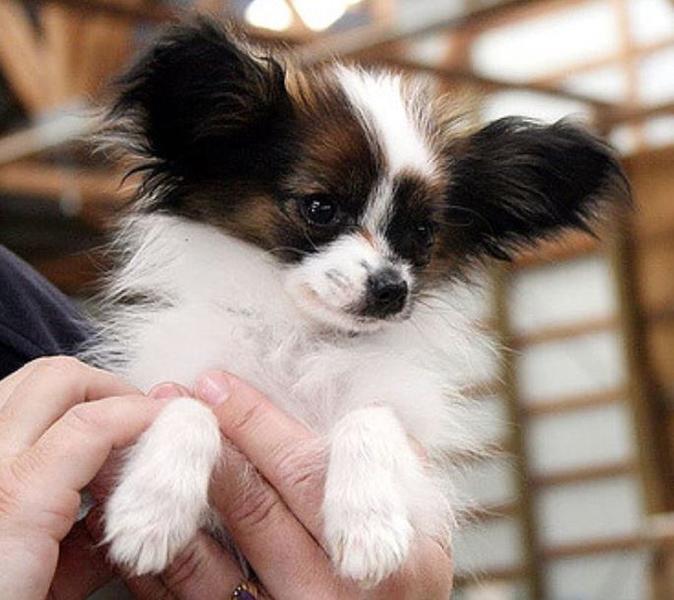 Adorable small dog picture of Papillon pup.JPG
