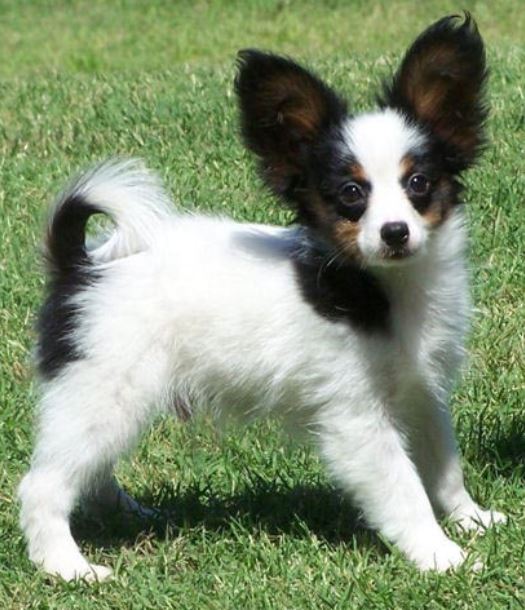 Beautiful small dogs picture of papillon pup with long ears.JPG
