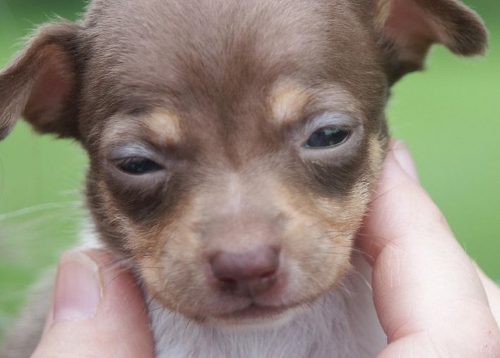 Close up picture of rat terrier puppy in white and tan colors.JPG
