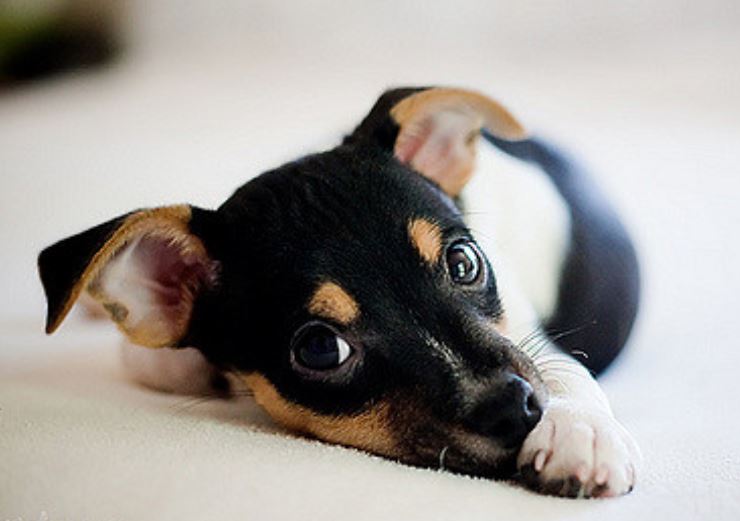 Beautiful puppy picture of a cute mixed rat terrier pup

