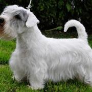 Beutiful dog picture of Sealyham Terrier Puppy
