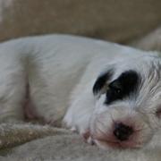 Sealyham Terrier Newborn Puppy
