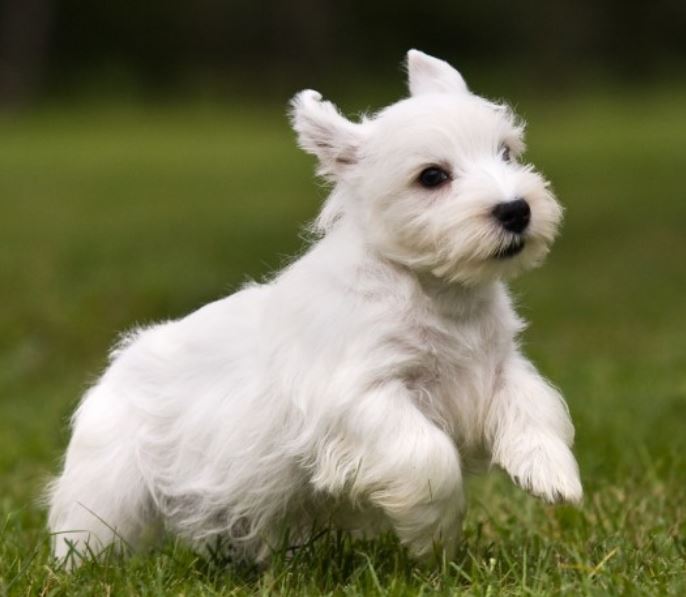 Sealyham Terrier Puppy with short legs and beautiful white coat
