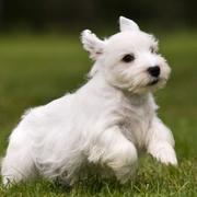 Sealyham Terrier Puppy with short legs and beautiful white coat

