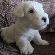 Young Sealyham Terrier Puppy
