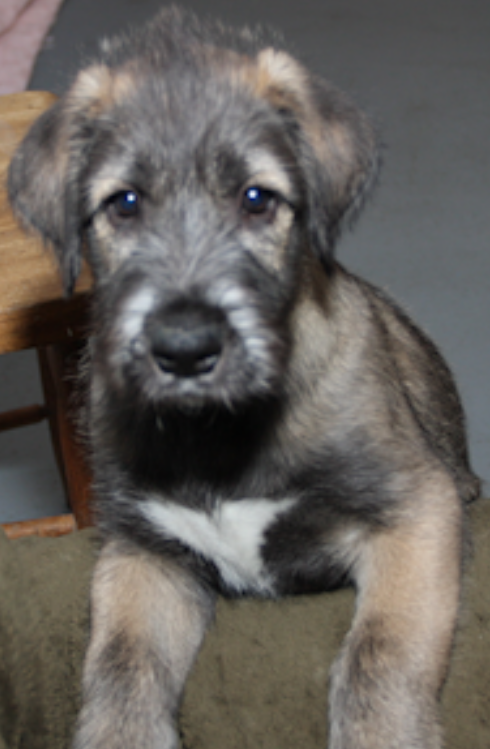 Irish Wolfhound puppy close up pictures.PNG

