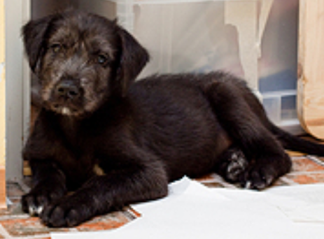 Irish Wolfhound puppy in black_dog photo shot.PNG
