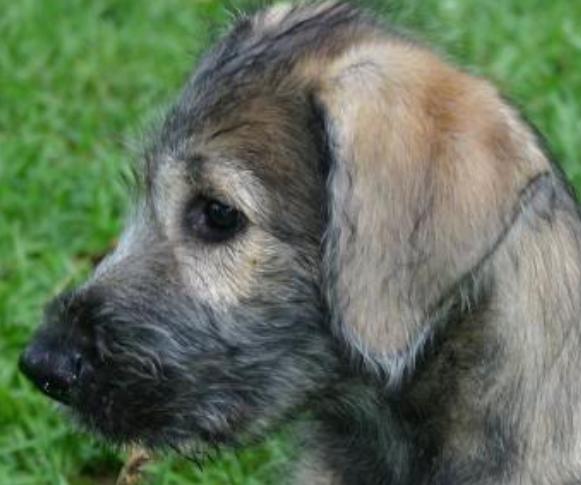 Irish Wolfhound puppy_dog face picture on the side.PNG

