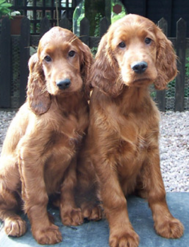 Irish Setter dogs picture.PNG
