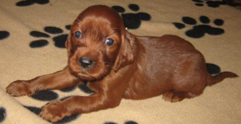 Young Irish Setter Puppy image.PNG
