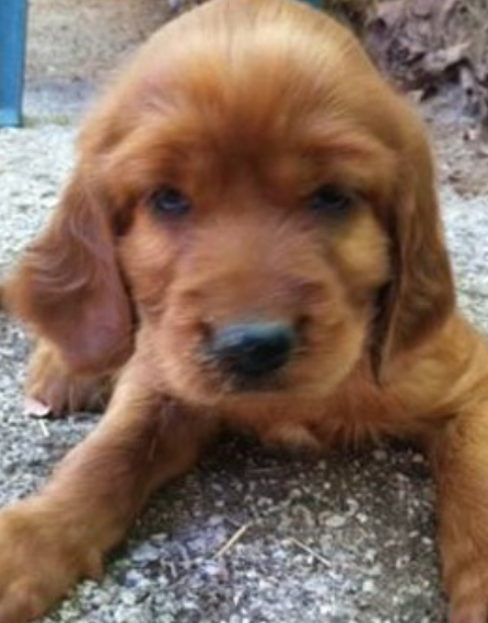Young Irish setter puppy pic.PNG

