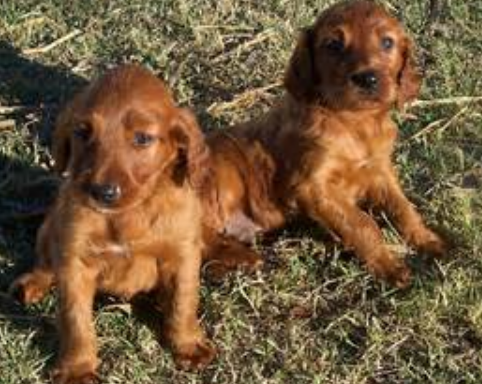 Two Irish setter pups playing on the grass.PNG
