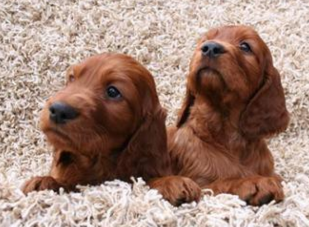 Cute puppy photo shot pictures of two Irish setter puppies.PNG
