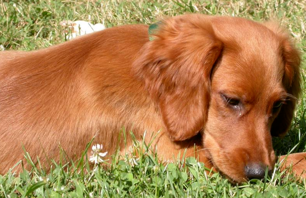 Irish setter dog with long ears playing on the grass.PNG
