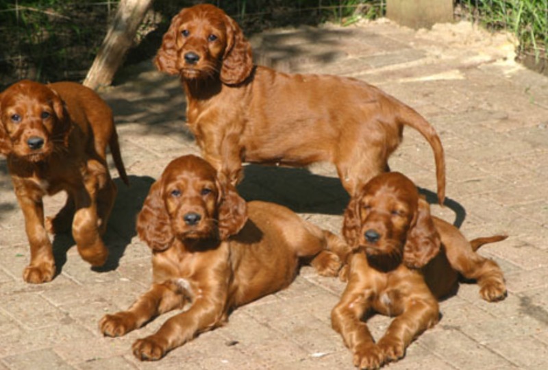 Irish setter puppies playing outside in the sun.PNG
