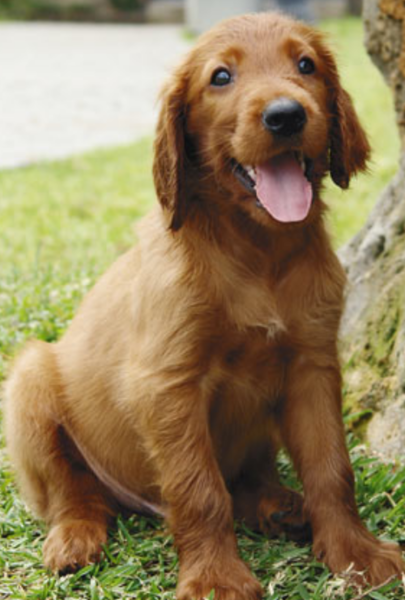 Picture of Irish Setter Puppy standing on the grass looking at the camera with its tongue sticking out_puppy funny cute picture.
