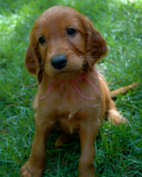 Adorable pup image of Irish Setter dog standing on the grass.PNG
