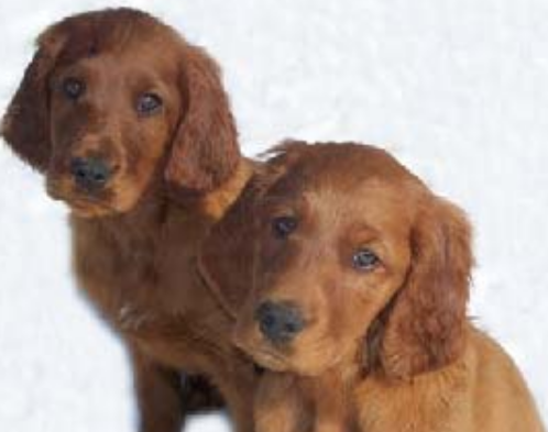 Two Irish Setter dogs picture.PNG
