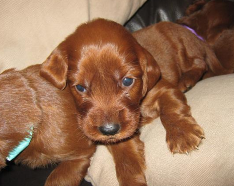 Young beautfil puppy pictures of Irish Setter Pups.PNG
