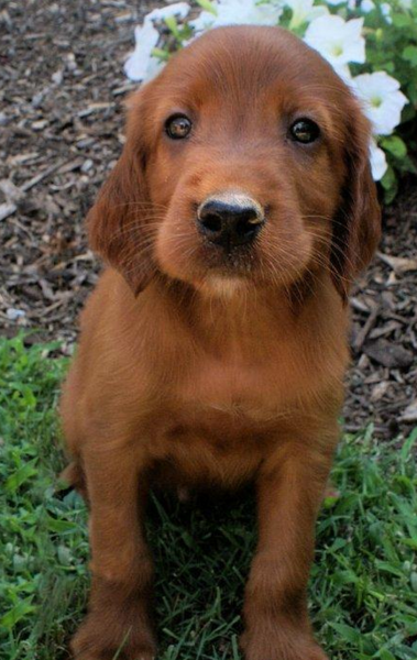 Adorable puppy face picture of a Irish Setter Puppy standing on the grass and looking up to the camera.PNG
