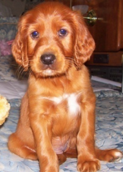 Cute puppy photos of Irish Setter dog in tan with white patterns.PNG
