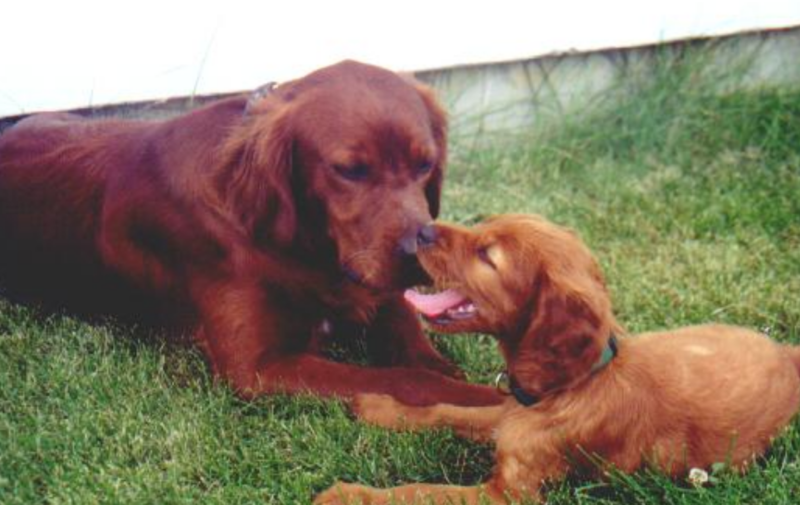 Irish Setter Puppy kissing its mommy while chiling out on the grass with its mamma.PNG
