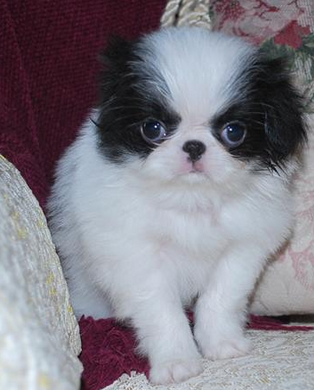 White black Japanese Chin pictures.PNG
