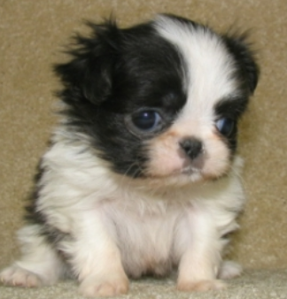 White black young Japanese chin.PNG
