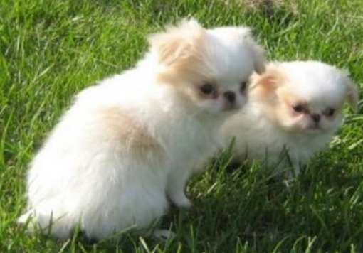 Japanese Chin breeders photo.PNG
