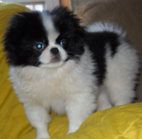 Japanese Chin dog with long hair in white balck.PNG
