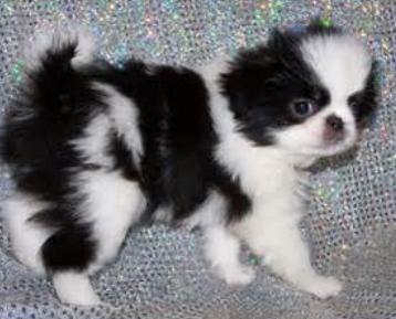 Pictures of Japanese chin.PNG
