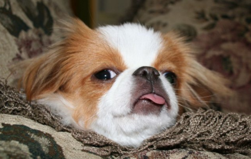 Tan white Japanese Chin laying on the bed chilling with its tongue sticking out.PNG
