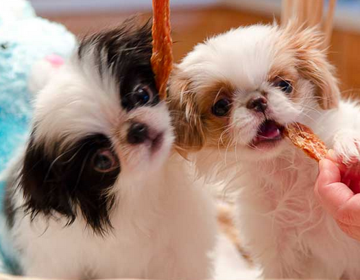 Two Japanese puppies pictures.PNG
