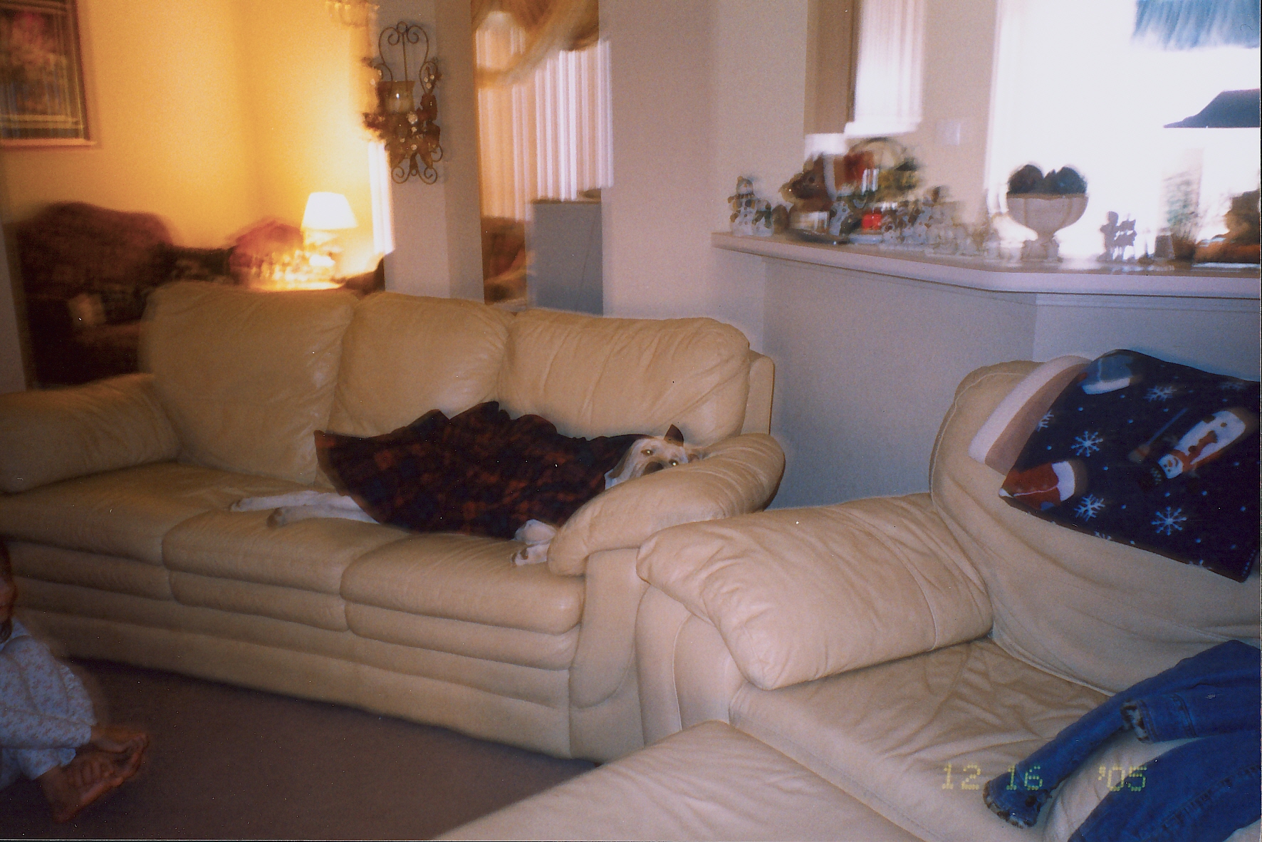 Ginger on couch
