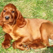 Irish Setter puppy taking a sun bath on the grass and looking straight at the camera.PNG
