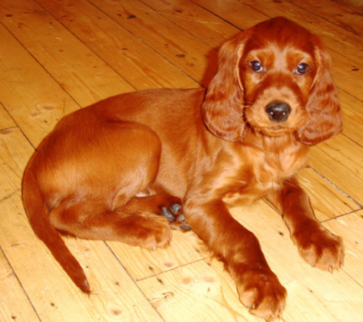 Long ears dog_Irish Setter puppy in dark tan.PNG
