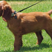 Young Irish Setter Puppy standing on the grass in the sun.PNG
