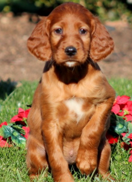 Beautiful tan dog pictures of a Irish Setter puppy  posting for the camera on the grass with red flowers in the background.PNG
