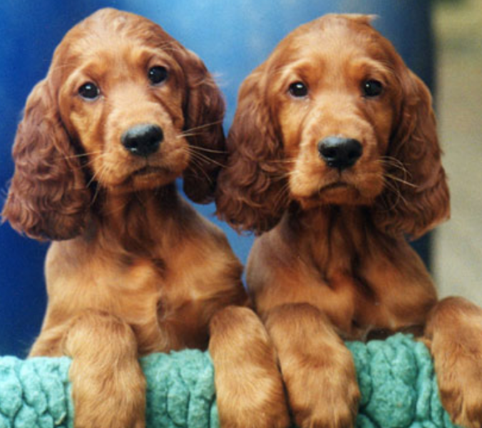 Irish Setter breeds picture_dogs with long ears pictures.PNG
