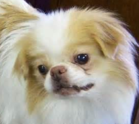 Picture of Japanese Chin puppy in tan and white with cute doggy face.PNG
