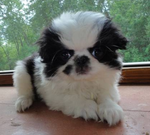 Furry puppy picture of a white black Japanese Chin puppy.PNG

