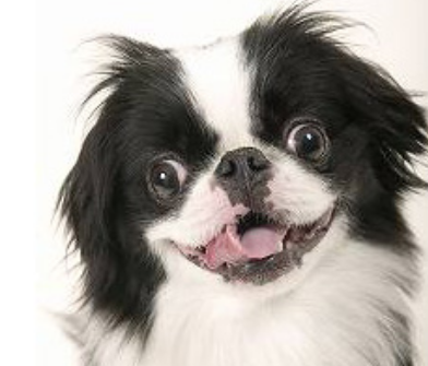 Puppy face picture of Japanese Chin puppy with funny looking face - Copy.PNG
