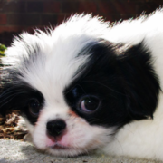 Adorable dog pictures of Japanese Chin puppy.PNG
