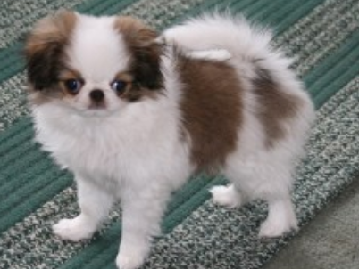 Brown and white Japanese Chin puppy.PNG
