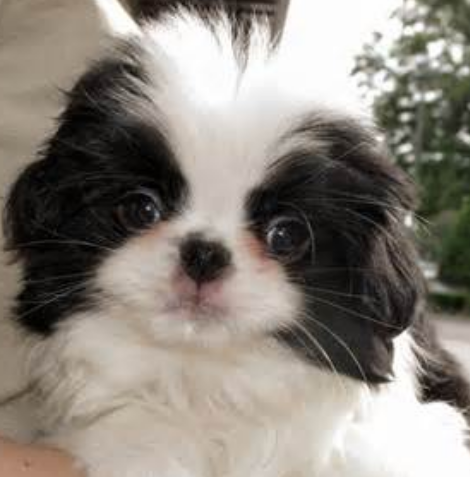 Dog face photo of Japanese Chin puppy with white and black ears.PNG
