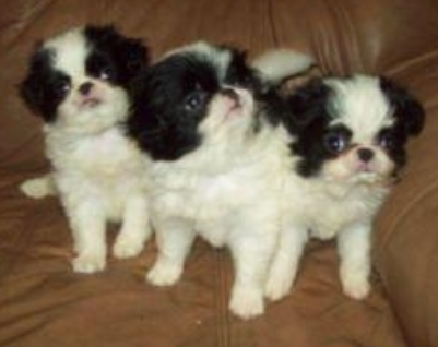 Japanese Chin puppies pictures - Copy.PNG
