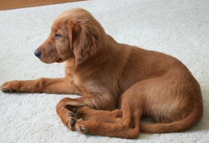 Short hair puppy picture of a Irish Setter puppy.PNG

