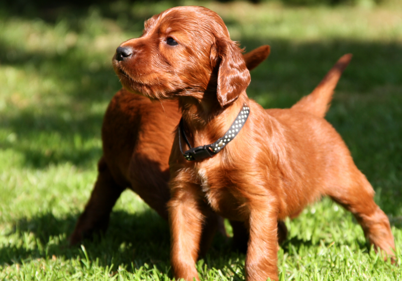 Sweet looking Irish Setter puppy standing in the sun on the grass looking ready to play with its friends.PNG
